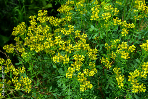 Fotografía Common rue yellow flowers - Latin name - Ruta graveolens.