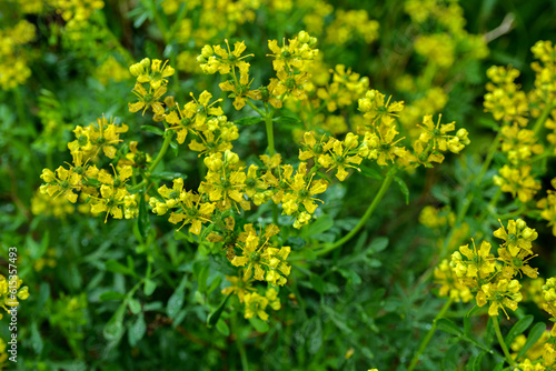 Картината върху платно Common rue yellow flowers - Latin name - Ruta graveolens.