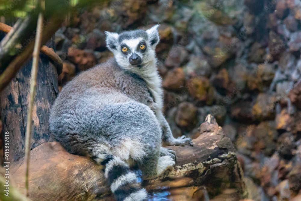 Ring-tailed lemur (Lemur catta) is a large strepsirrhine primate known as maky, maki or hira -  Madagascar