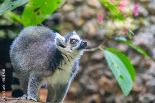 Fototapeta Naklejka Na Ścianę i Meble -  Ring-tailed lemur (Lemur catta) is a large strepsirrhine primate known as maky, maki or hira -  Madagascar
