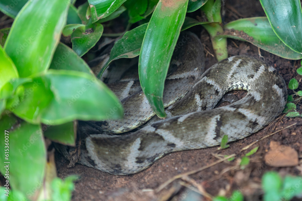 Fototapeta premium Very common venomous snake in Brazil known as 