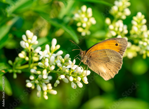  maniola jurtina butterfly on a flower