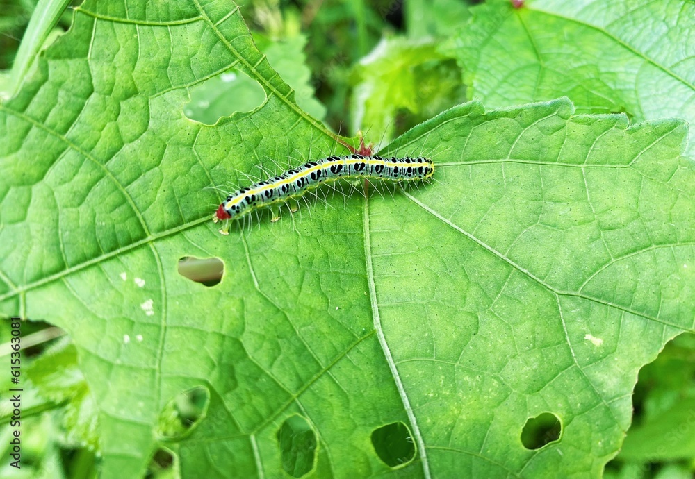 Naklejka premium caterpillar on leaf