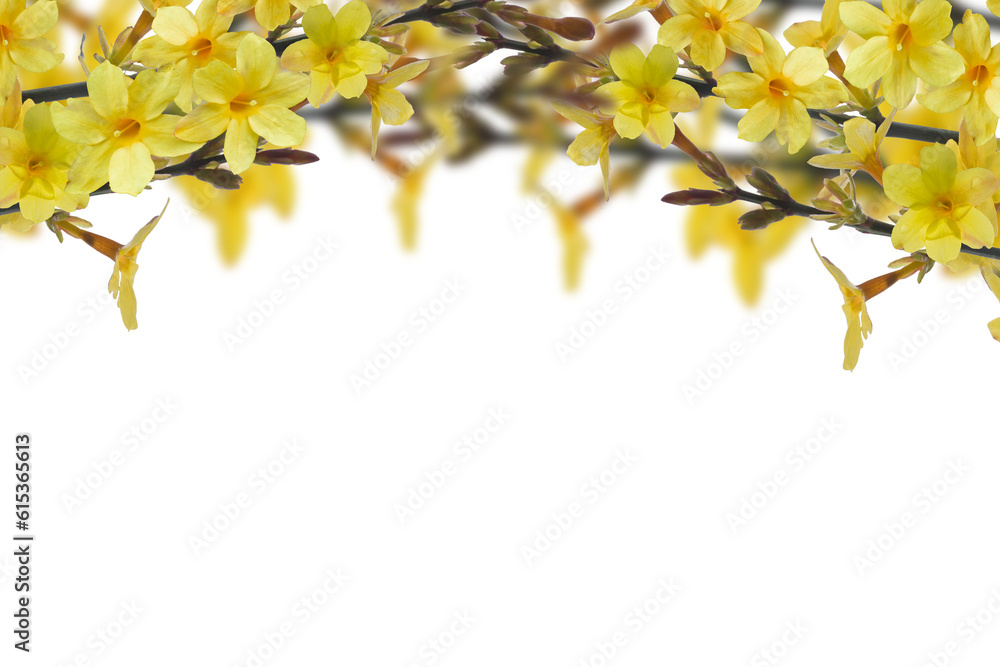 arch of yellow flowering forsythia isolated on transparent background, springtime decoration overlay texture of an early bloomer arch of yellow flowering forsythia isolated on transparent background, springtime decoration overlay texture of an early bloomer
