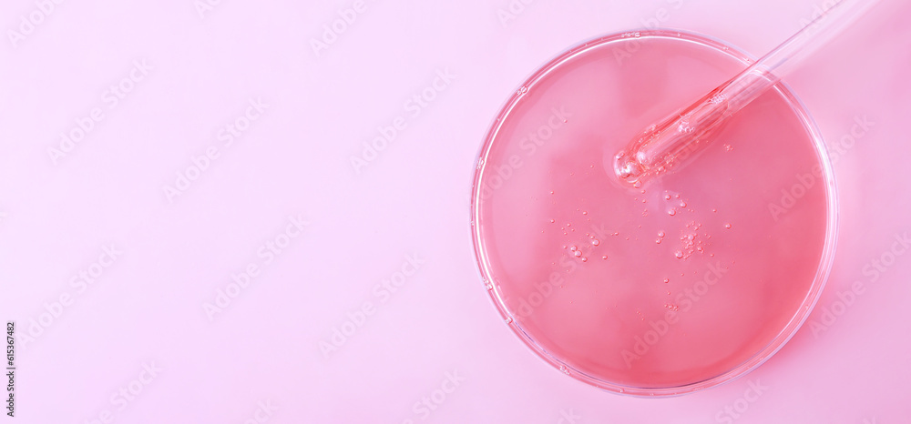 glass pipette serum gel closeup in petri dish glass pipette serum gel closeup in petri dish