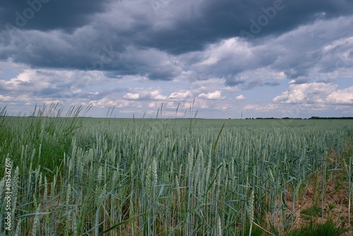 field with winter wheat in the Tver region in a village in Russia
