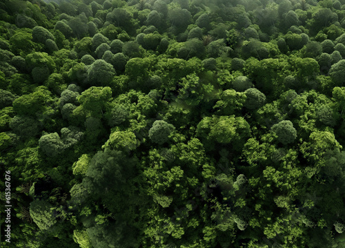 Obraz na plátně Green primeval forest from bird’s eye view