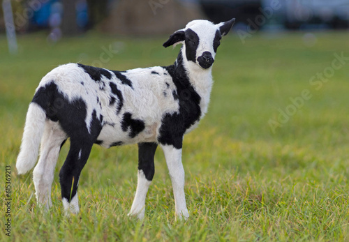 Lamb with black and white spots