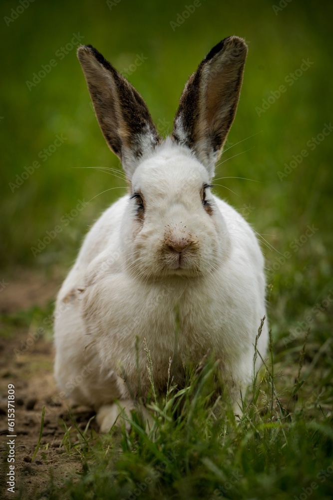 Obraz premium white rabbit on the farm