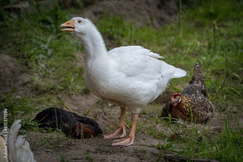 white Domestic goose on the farm
