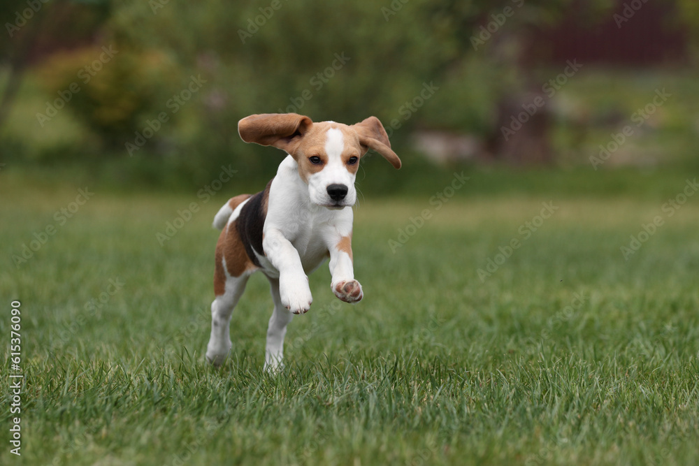 Cute beagle puppy is playing in nature. Active puppy. Beagle puppy running through the grass