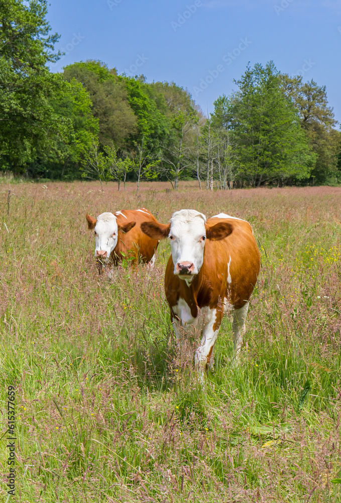 Brown holstein cows in the landscape of Drenthe, Netherlands Brown holstein cows in the landscape of Drenthe, Netherlands