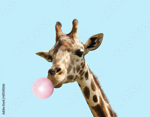 Beautiful African giraffe blowing bubble gum on light blue background