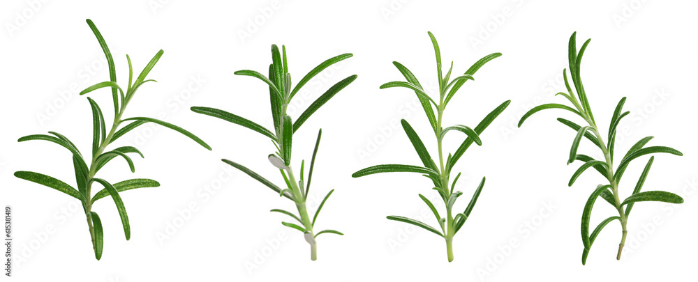 Obraz premium Set with fresh rosemary isolated on white