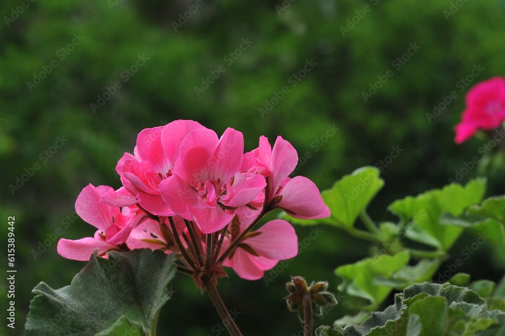 Closeup blooming pelargonium Grandeur Classic Pink (Upright Habit) against natural green blurred background. Gardening ,planting, growing flowers concept. Free copy space. Closeup blooming pelargonium Grandeur Classic Pink (Upright Habit) against natural green blurred background. Gardening ,planting, growing flowers concept. Free copy space.