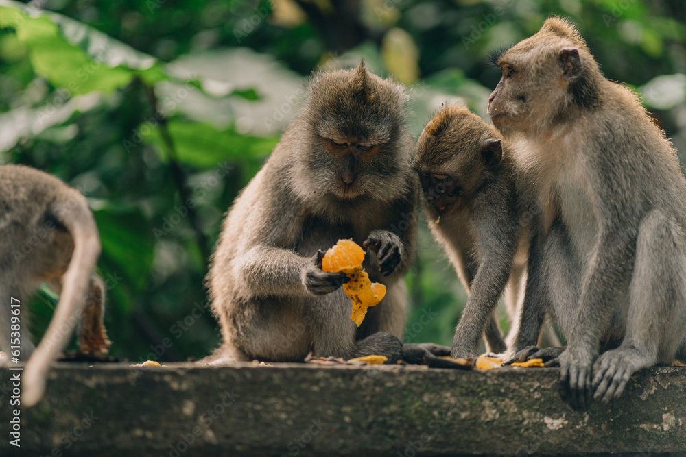 Close up shot of monkeys eating tangerine on green nature background. Group of macaques sitting on wall in sacred monkey forest
