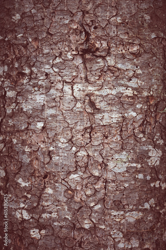 abstract natural antique background. tree trunk closeup