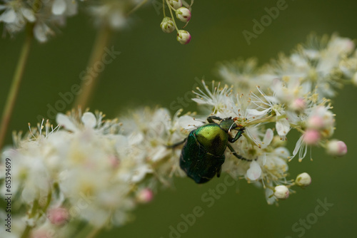 Green bug feeding on flowers
