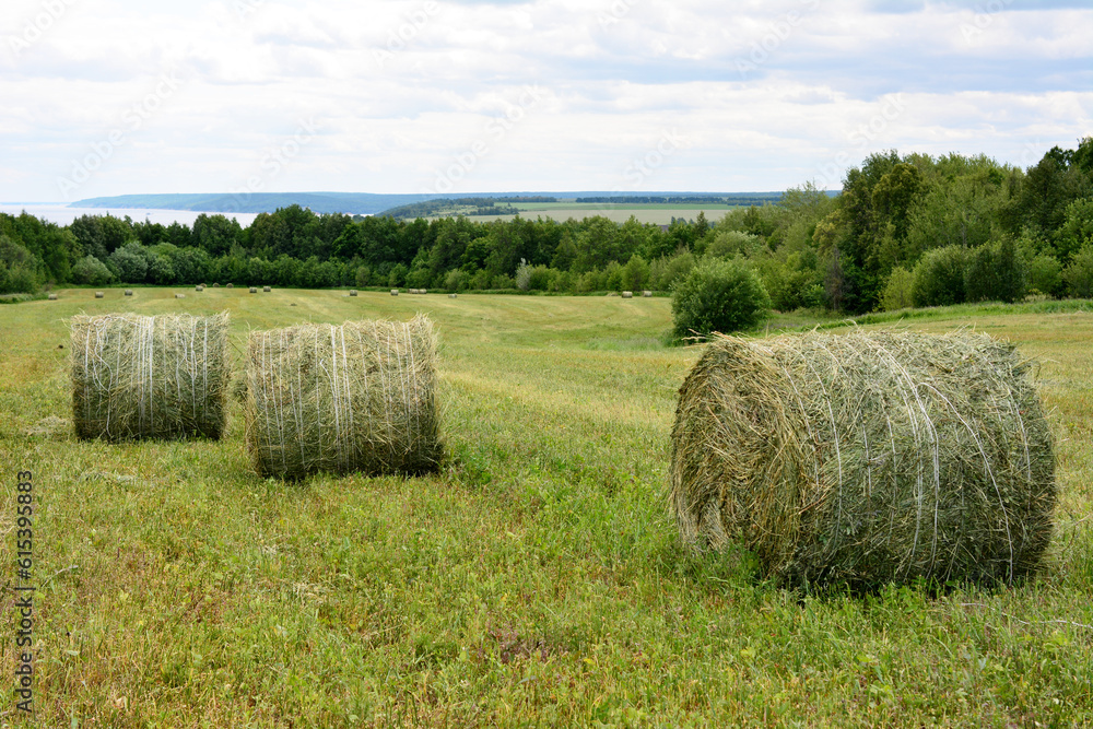 hay stacks on the agricultural field with forest and cloudy sky on horizon, copy space