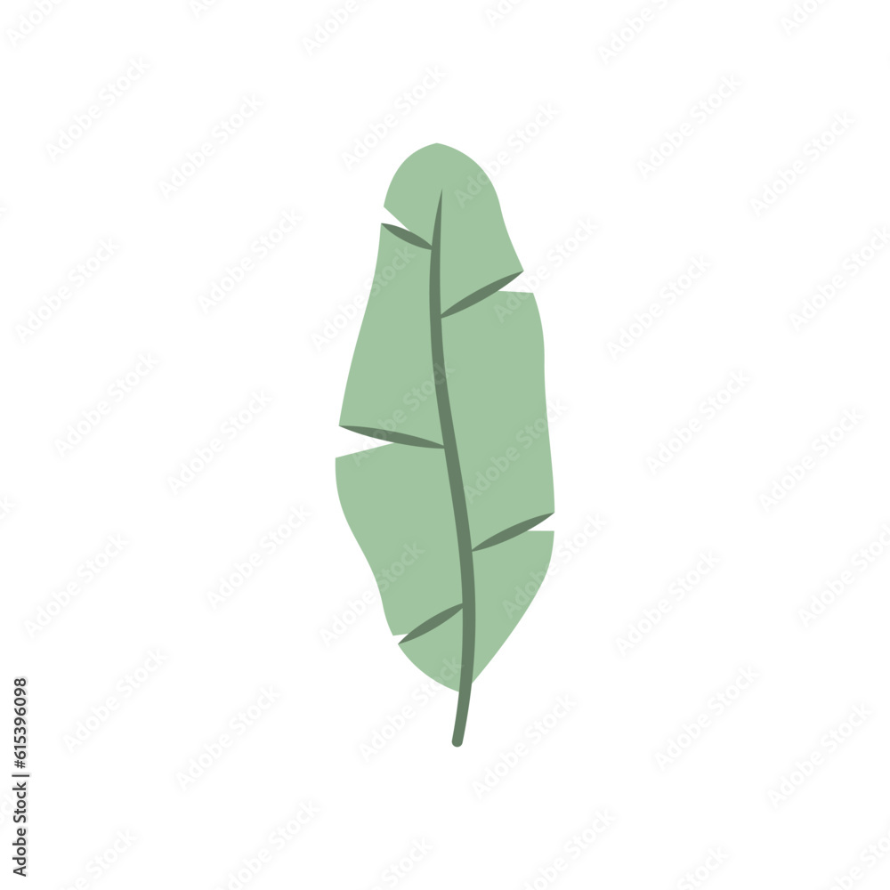 Beautiful flat banana leaf. Jungle foliage illustration. Plant floral design. Summer botanical print. Vector isolated on white background. Tropical exotic banana leaf Beautiful flat banana leaf. Jungle foliage illustration. Plant floral design. Summer botanical print. Vector isolated on white background. Tropical exotic banana leaf
