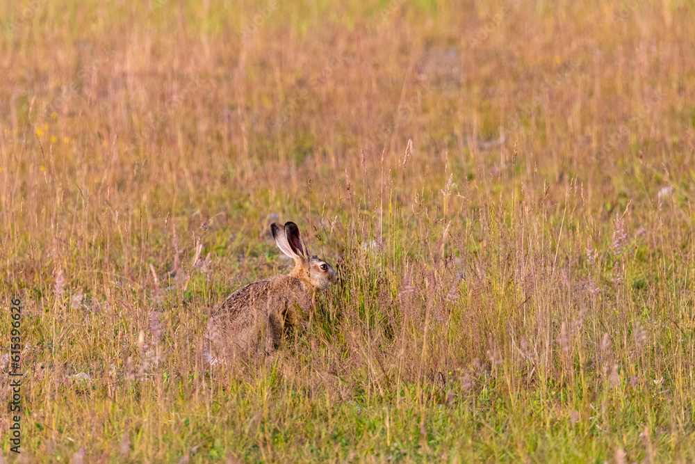 Hase, Feldhase auf einer Wiese bei Zingst an der Ostsee. Hase, Feldhase auf einer Wiese bei Zingst an der Ostsee.