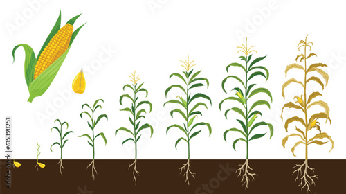 Corn growing stages. Maize growth from grain to fruit-bearing plant isolated on white background. Farm plant evolving, development stage. Planting process