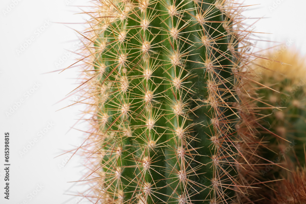 Beautiful green cactus on white background, closeup. Tropical plant Beautiful green cactus on white background, closeup. Tropical plant