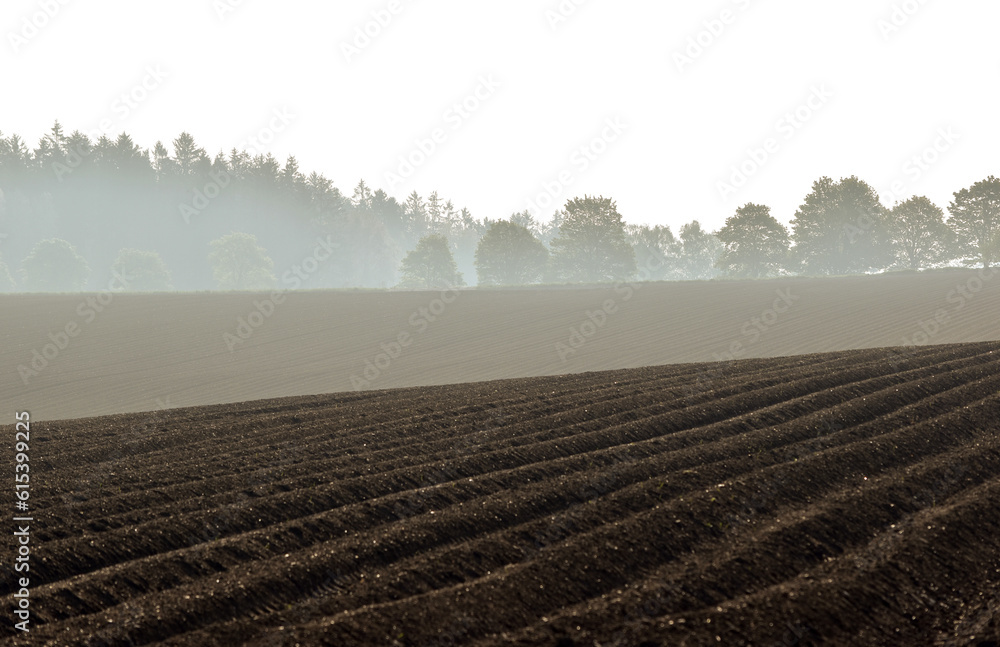 Spring ploughed field, rows of sown plants, avenue of trees on horizon, morning misty view, wavy lines, horizontal view in perspective