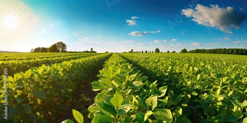 AI Generated. AI Generative. Farm harvest green soybean field. Outdoor nature plant vegetable organic eco product. Graphic Art