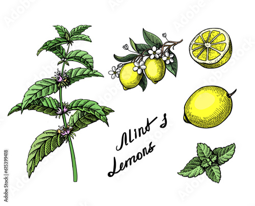 Lemons and mint hand drawn color illustration. Mojito drink, lemonade, tea rerto sketch elements