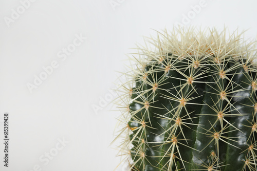 Closeup view of beautiful cactus on white background  space for text. House decor