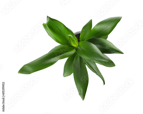 Beautiful Callisia Fragrans plant on white background  top view. House decor