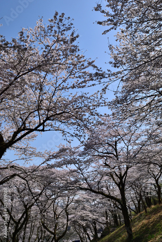 【神奈川県】春の津久井湖城山公園  桜並木 © op2015 / JAPAN