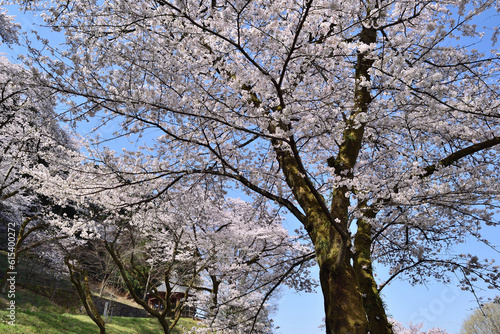 【神奈川県】春の津久井湖城山公園  桜並木