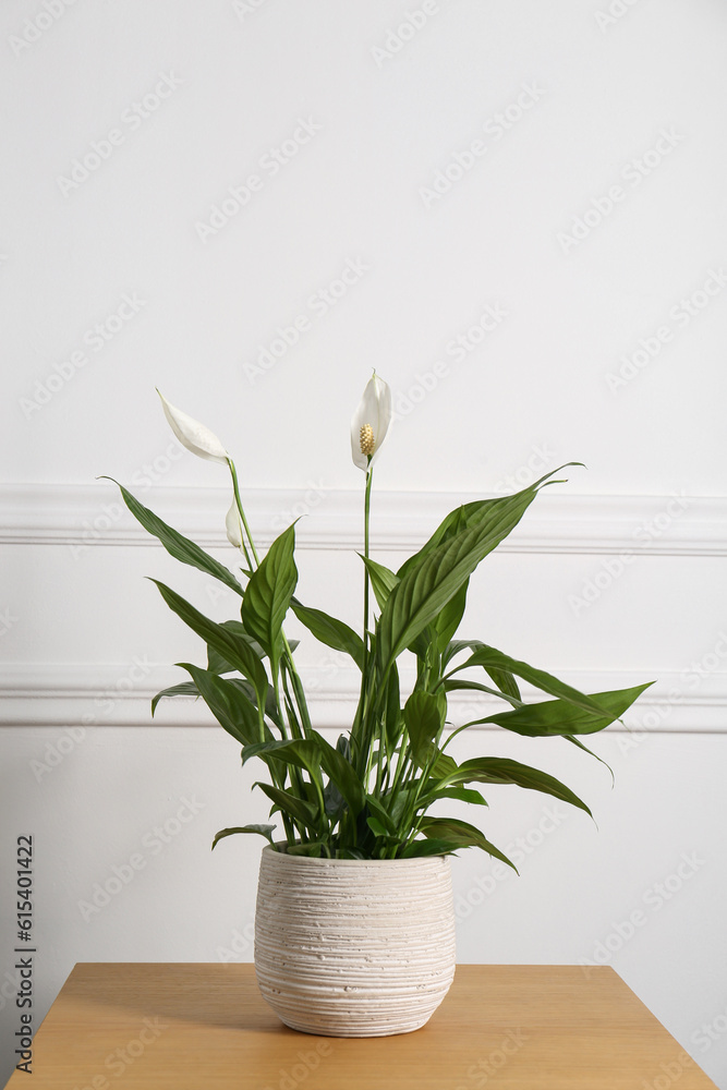 Beautiful spathiphyllum on wooden table near white wall. House decor Beautiful spathiphyllum on wooden table near white wall. House decor