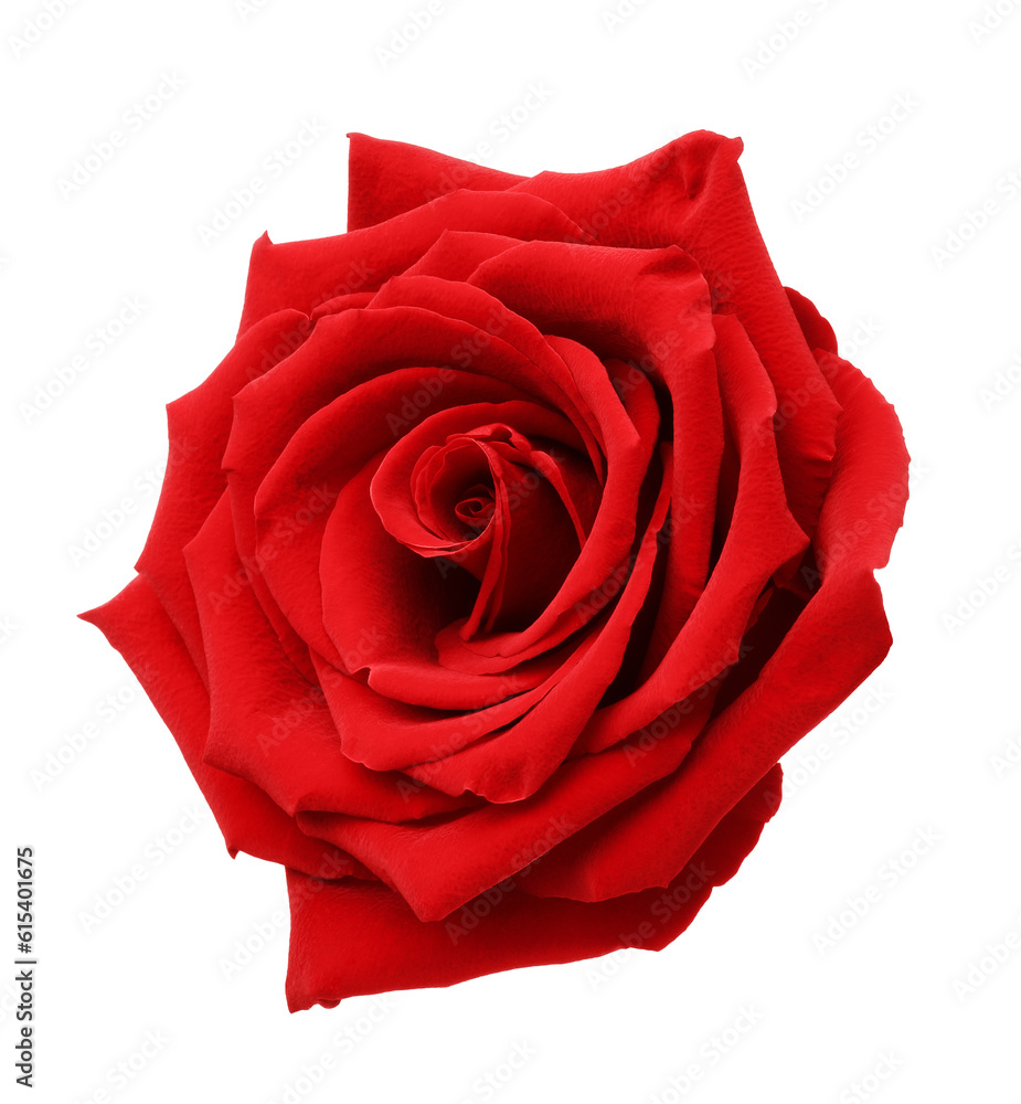 Beautiful fresh red rose isolated on white Beautiful fresh red rose isolated on white