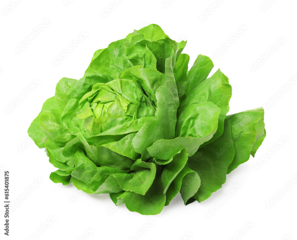 Fresh green butter lettuce head isolated on white Fresh green butter lettuce head isolated on white