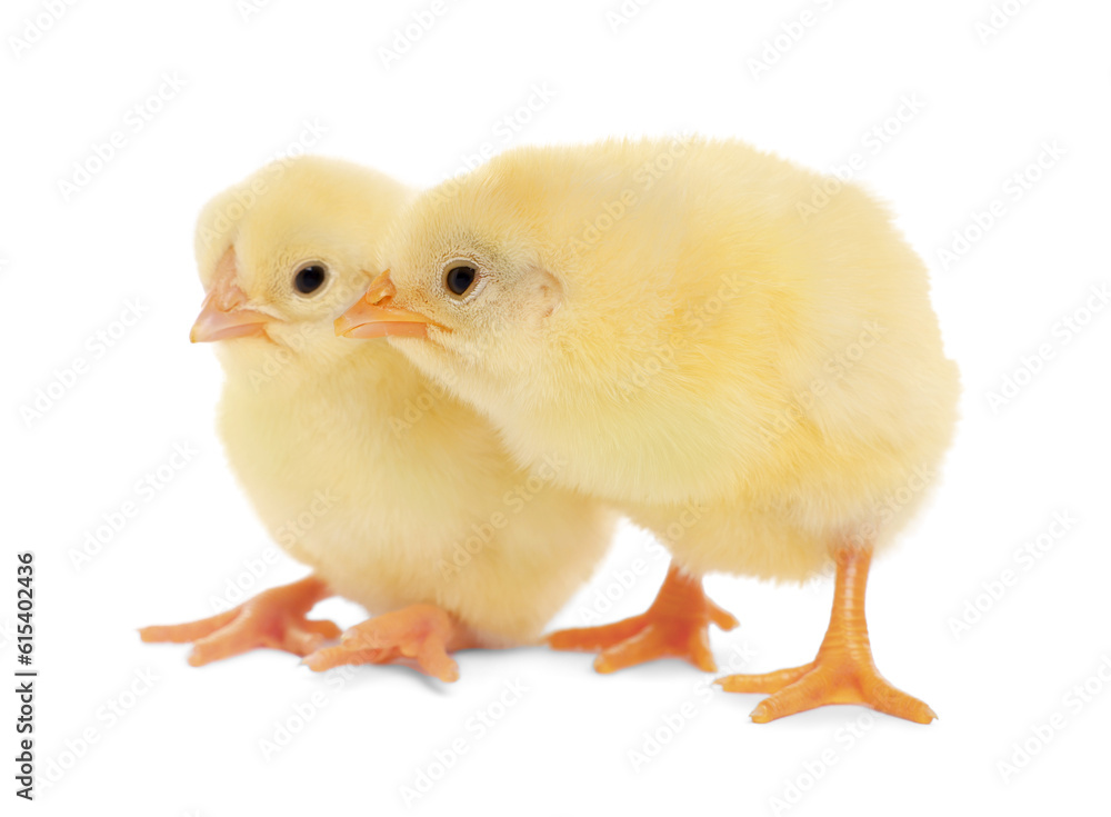 Two cute fluffy baby chickens on white background Two cute fluffy baby chickens on white background