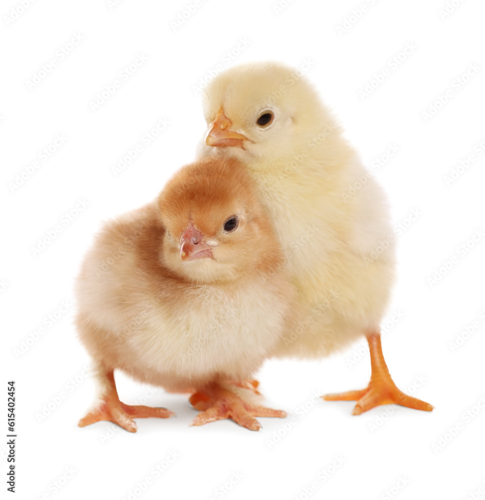 Fototapeta premium Two cute fluffy baby chickens on white background