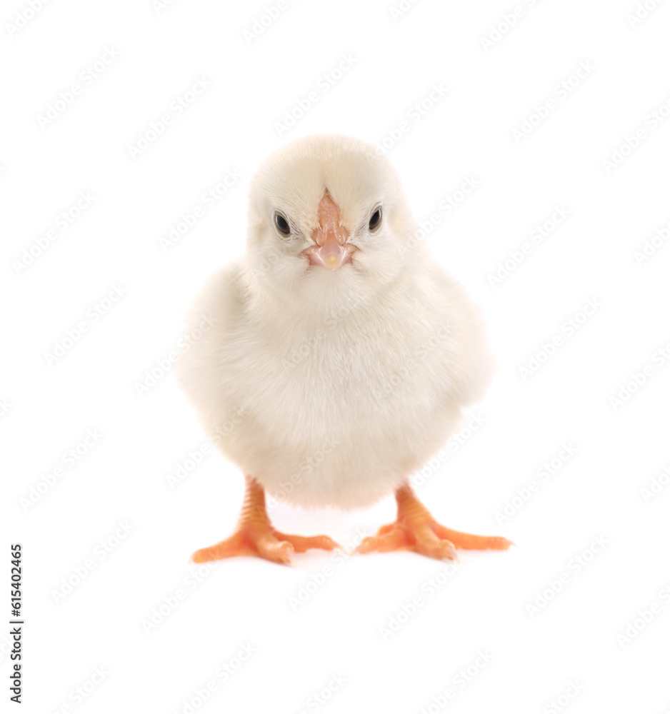 Cute fluffy baby chicken on white background Cute fluffy baby chicken on white background