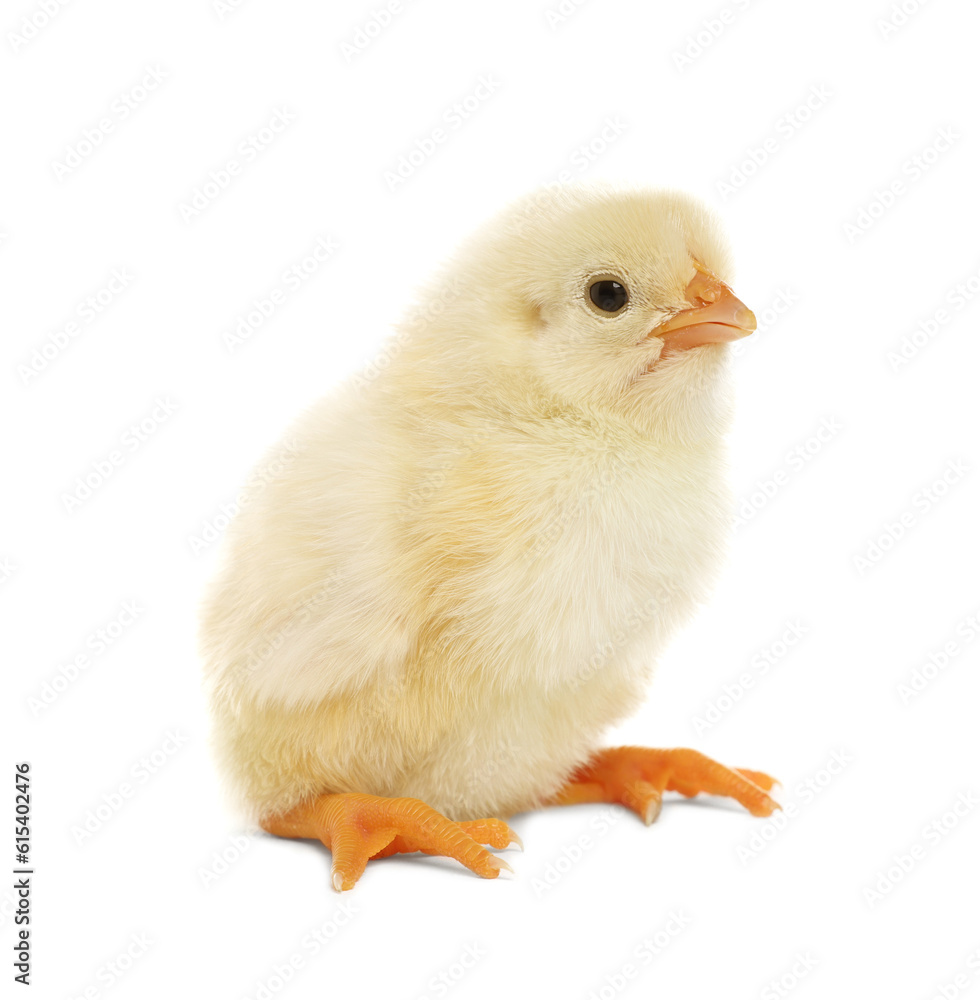 Obraz premium Cute fluffy baby chicken on white background