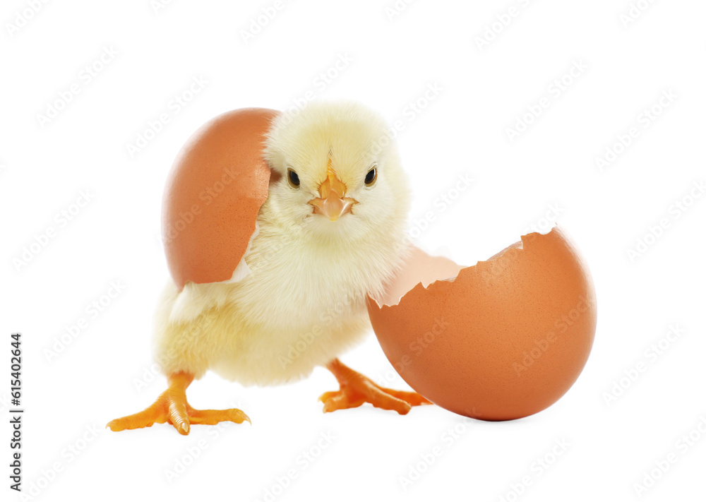 Cute chick and pieces of eggshell on white background. Baby animal Cute chick and pieces of eggshell on white background. Baby animal