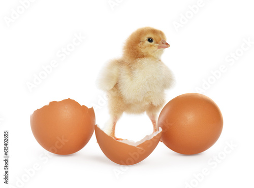 Cute chick, egg and pieces of shell on white background. Baby animal