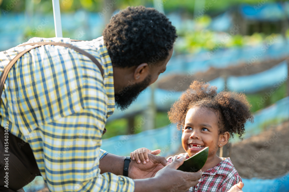 Fototapeta premium hungry african afro black daughter eat watermelon fruit with dad father teasing fun in garden greenhouse. Black african daughter afro hair enjoy eat fruit with dad in vegetable greenhouse at sunset