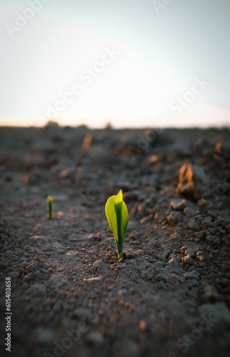 The plant comes out of the ground at sunset. Corn sprouts in the field.