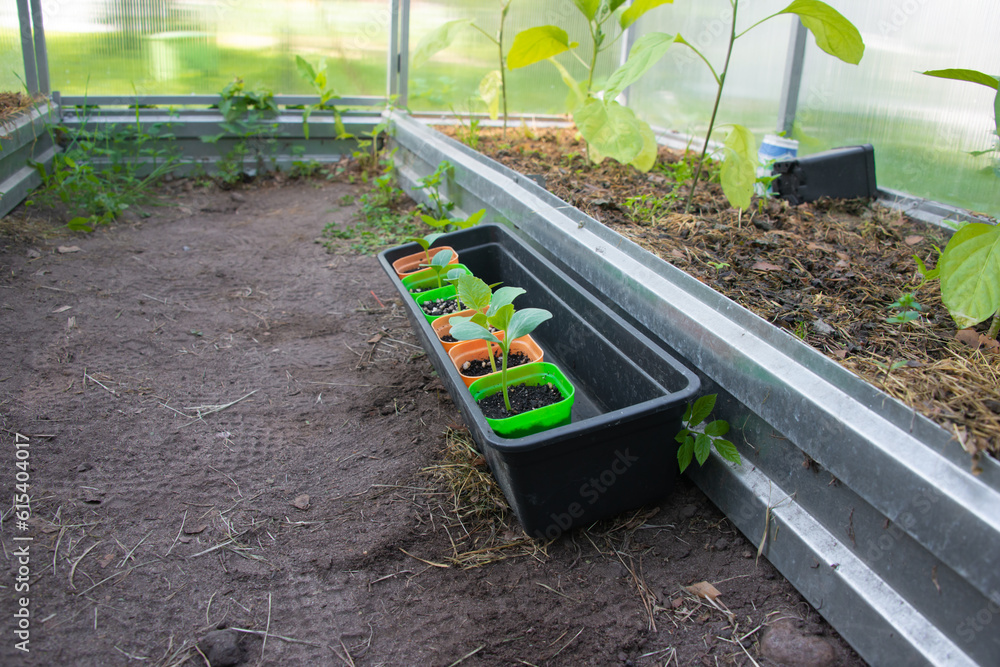 Φωτογραφία Young cucumber, melon and watermelon seedlings growing in colorful plastic pots on tray on a mulched ground background in greenhouse