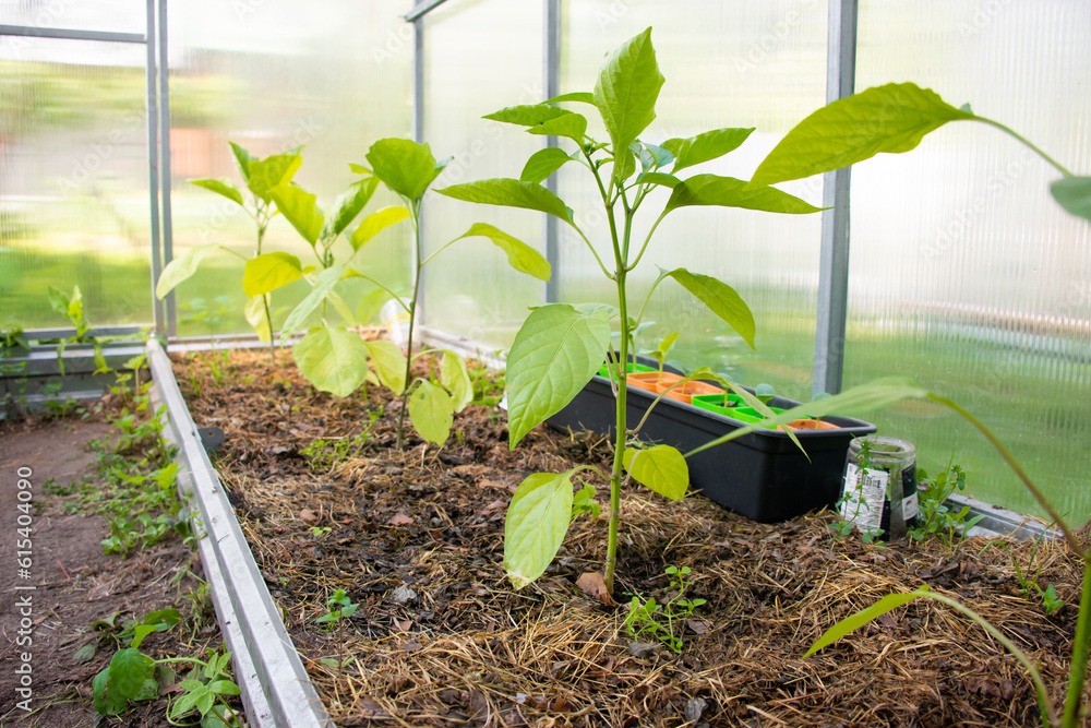 Φωτογραφία Raw organic yellow green bananas peppers, paprika, chili red peppers plants or spanish sweet peppers in small greenhouse