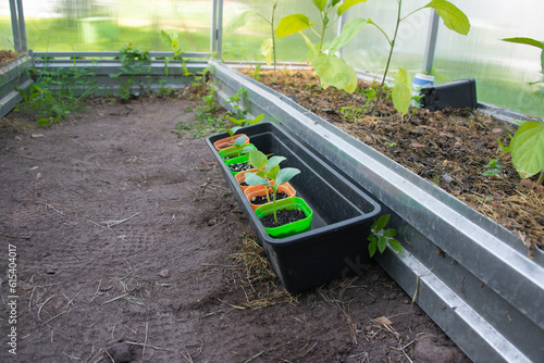 Young cucumber, melon and watermelon seedlings growing in colorful plastic pots on tray on a mulched ground background in greenhouse.

Ready to planting out. Growing useful eco products in garden.