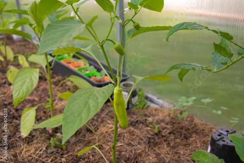 Eco raw yellow green bananas peppers, paprika, chili red peppers plants or spanish sweet peppers with white flowers on a mulched ground in greenhouse.

Gardening, farming and horticulture concept. 