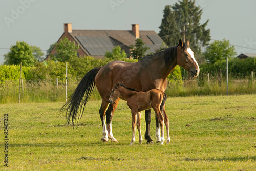 Belgian warm blood mare with newborn foal out in the meadow